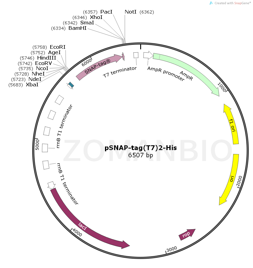 ZK343pSNAP-tag(T7)2-His.png