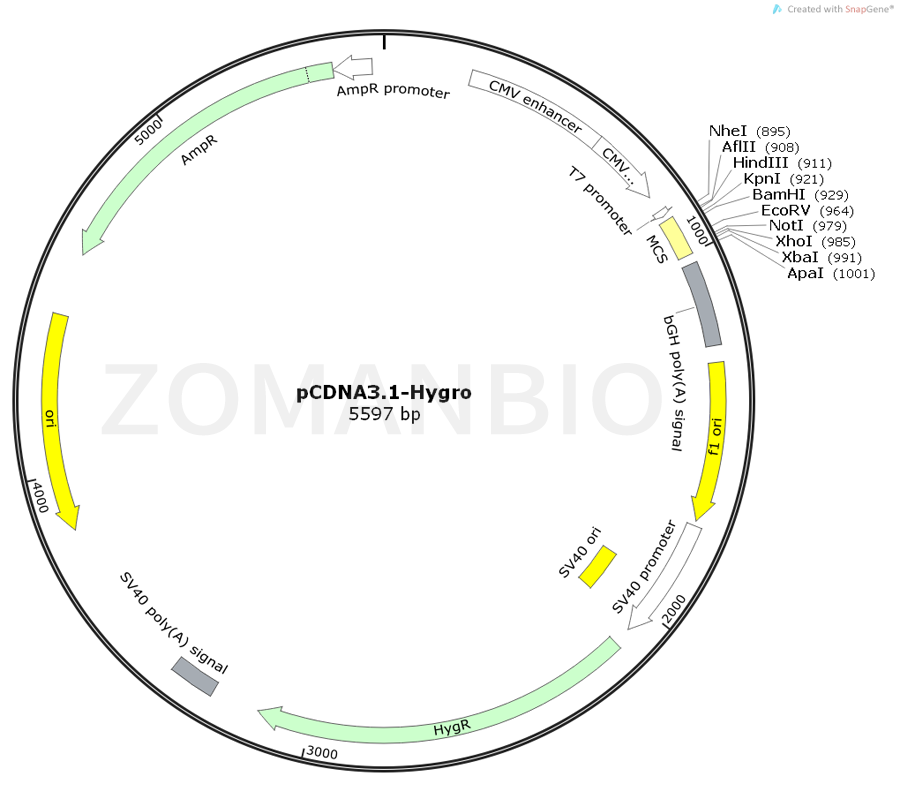 ZK349pCDNA3.1-Hygro.png