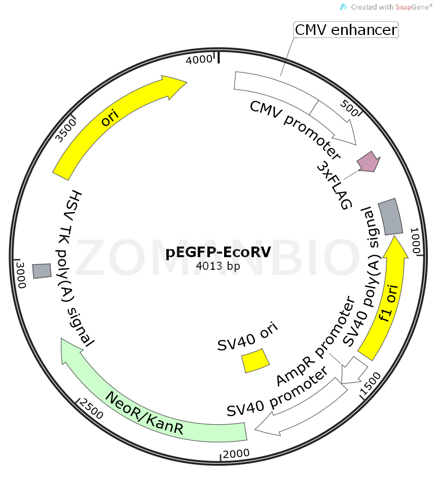 ZK418pEGFP-EcoRV.png