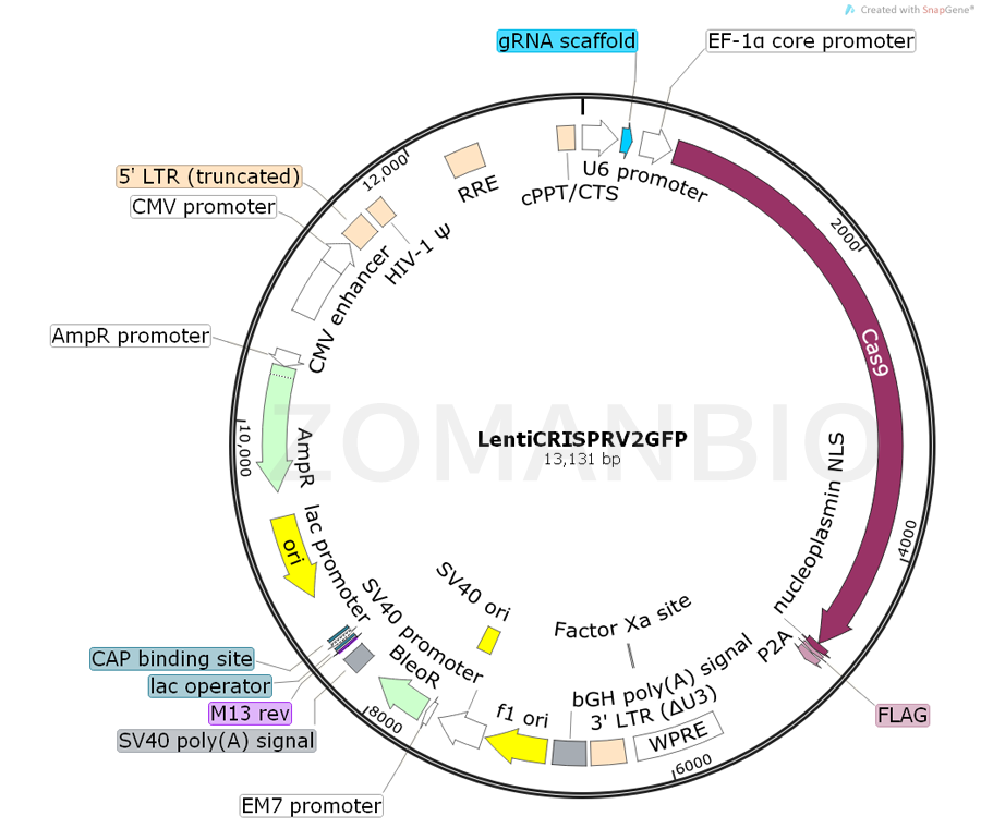 ZK613LentiCRISPRV2GFP.png