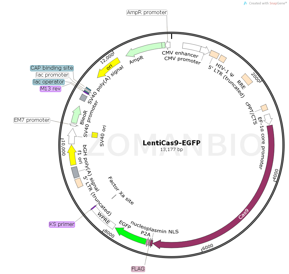 ZK681LentiCas9-EGFP.png