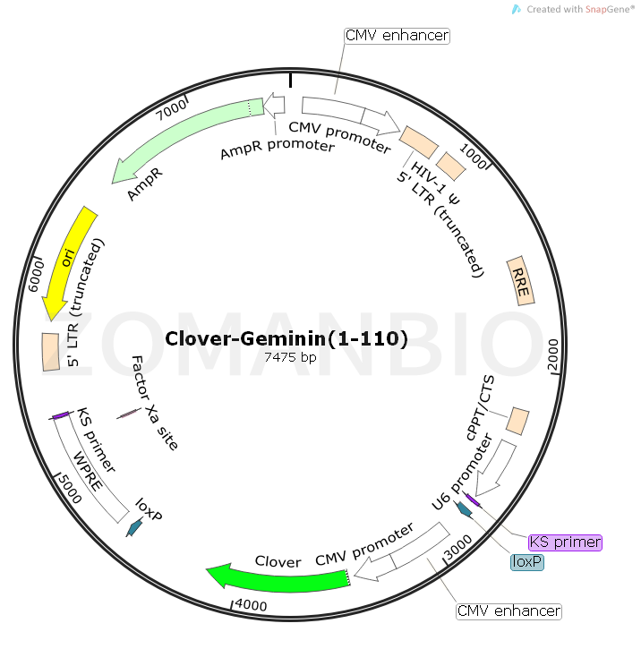 ZK807Clover-Geminin(1-110).png