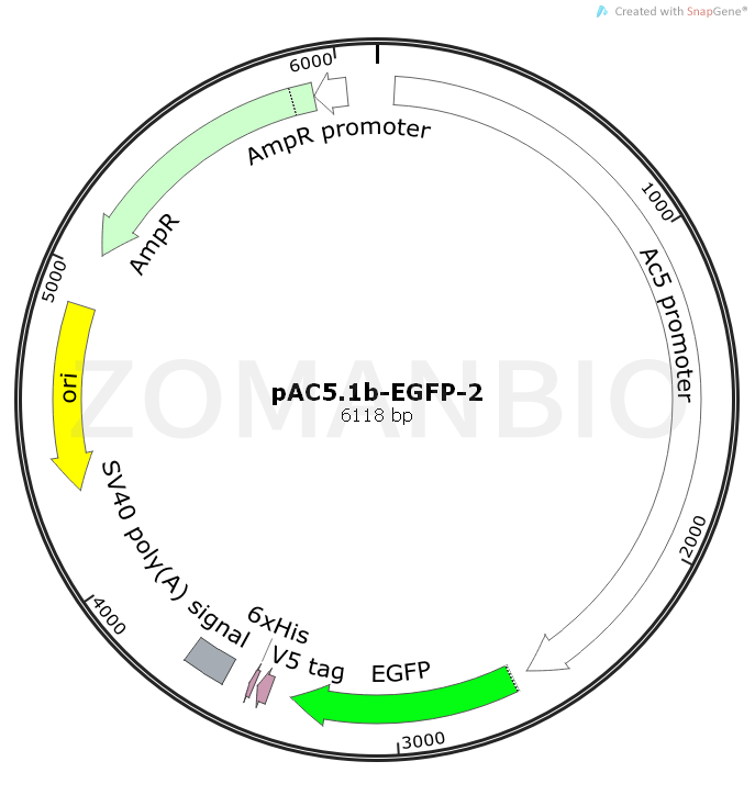 ZK1035pAC5.1b-EGFP-2.png