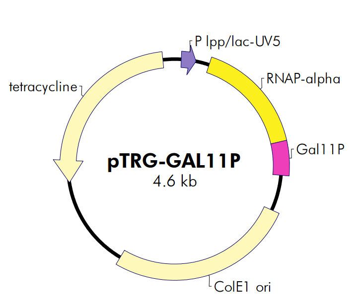 ZK984pTRG-GAL11P.png