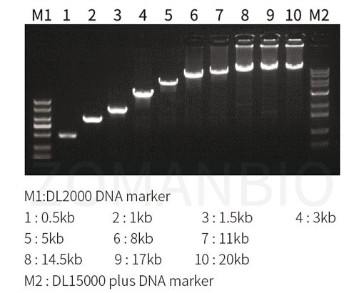 24.8改-22.9 高保真酶圖1.jpg